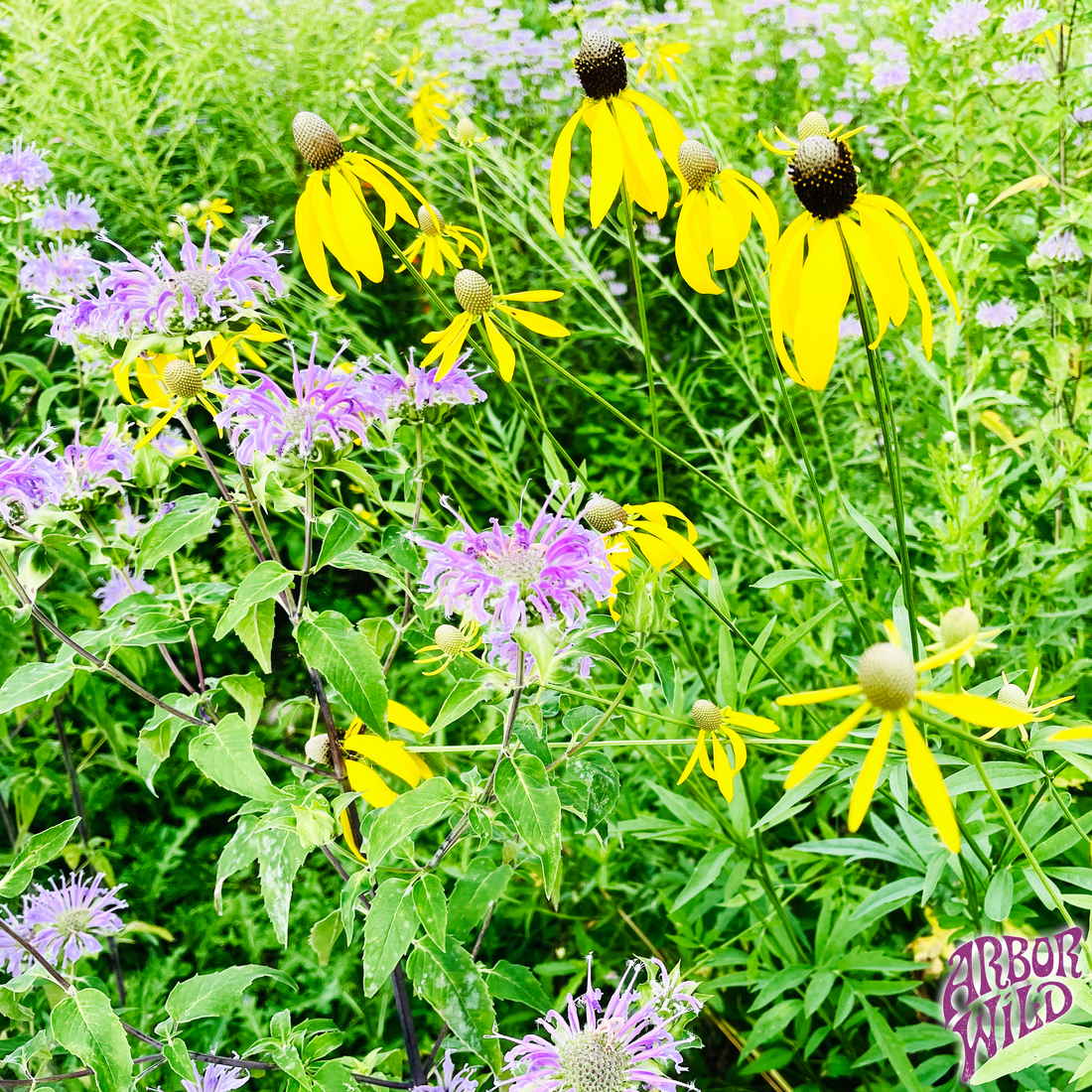 Native Wild Bergamot and Prairie Coneflower - Perfect Companion Plants!