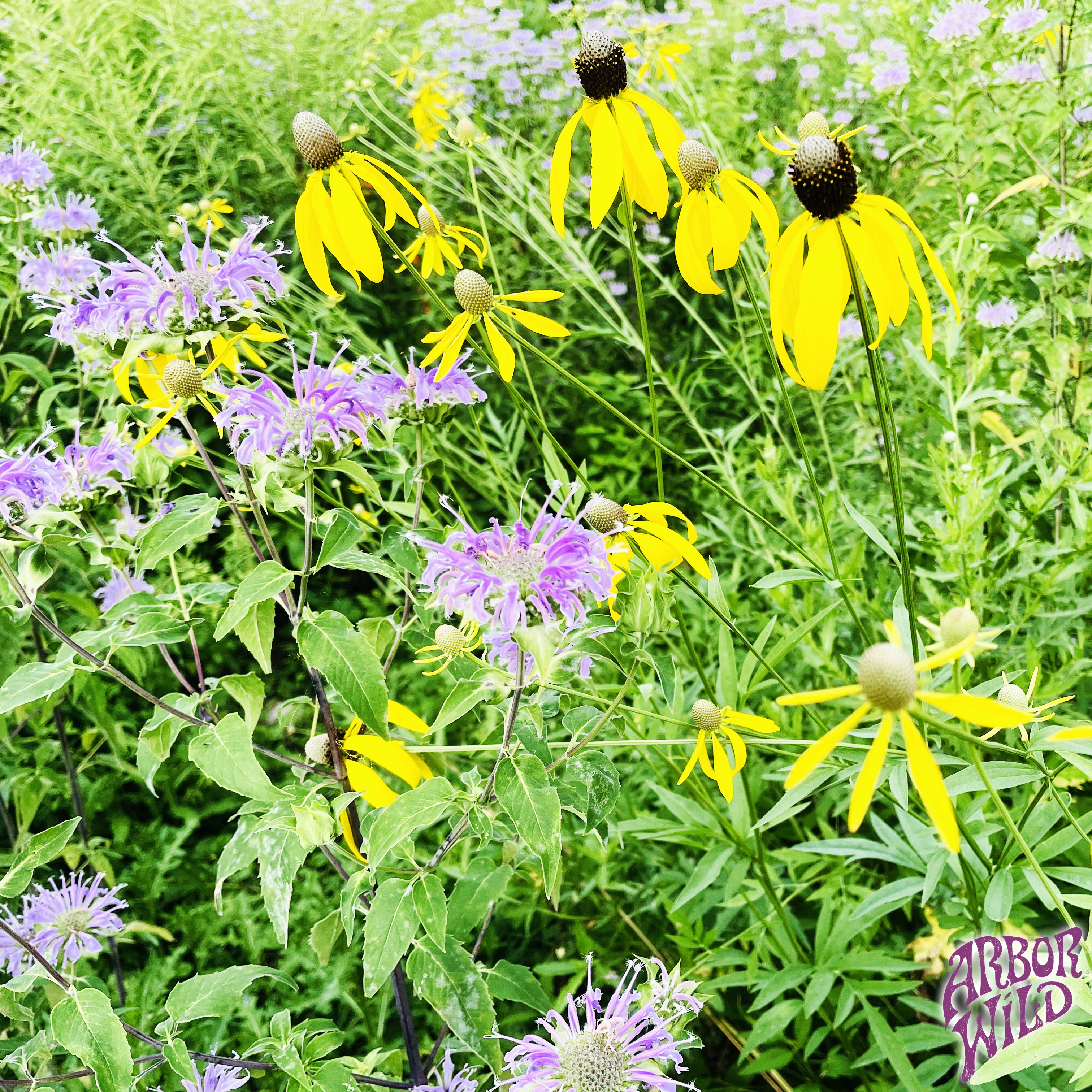 Native Wild Bergamot and Prairie Coneflower - Perfect Companion Plants!