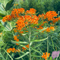 Butterfly Milkweed Seeds