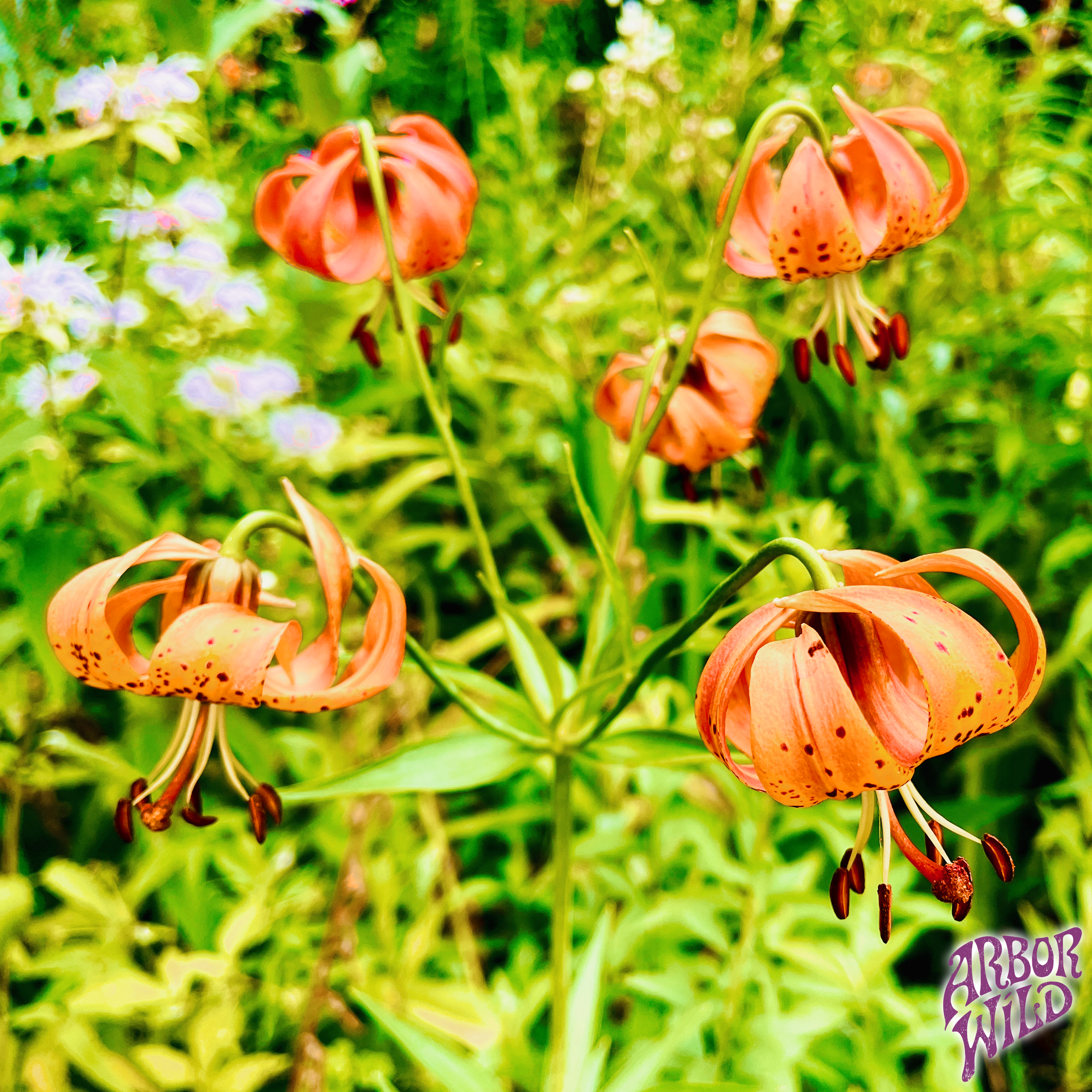 Native Michigan Lily Seeds