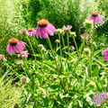 Native Purple Coneflower Seeds