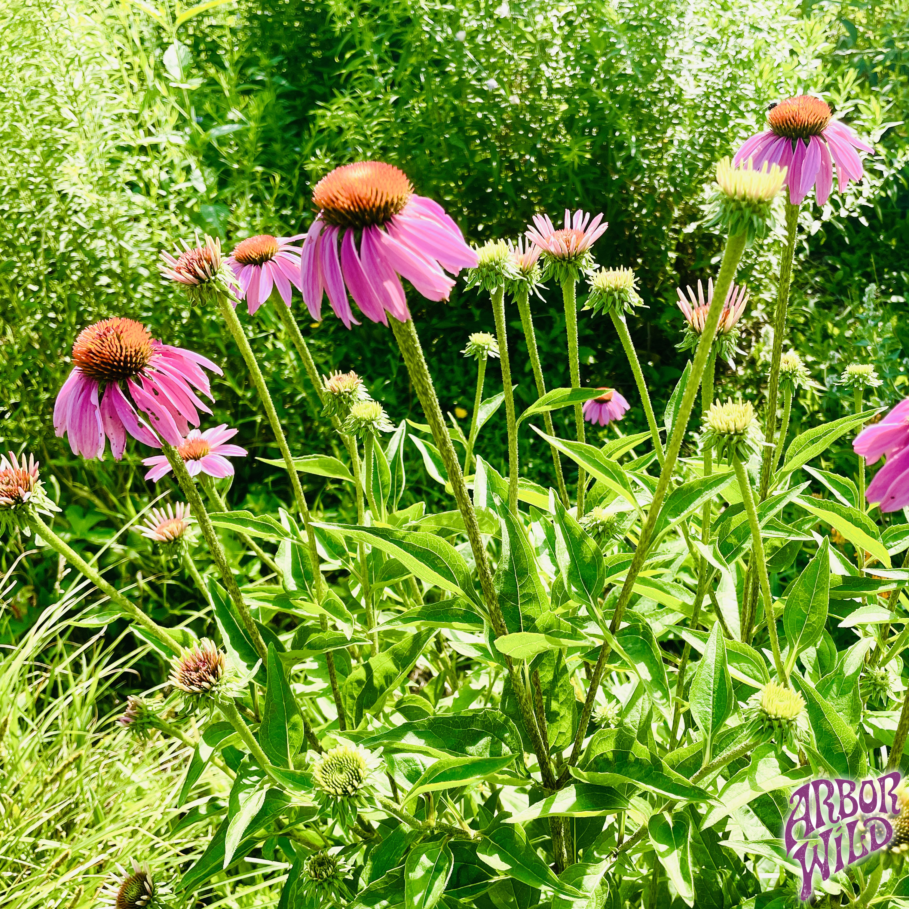 Native Purple Coneflower Seeds