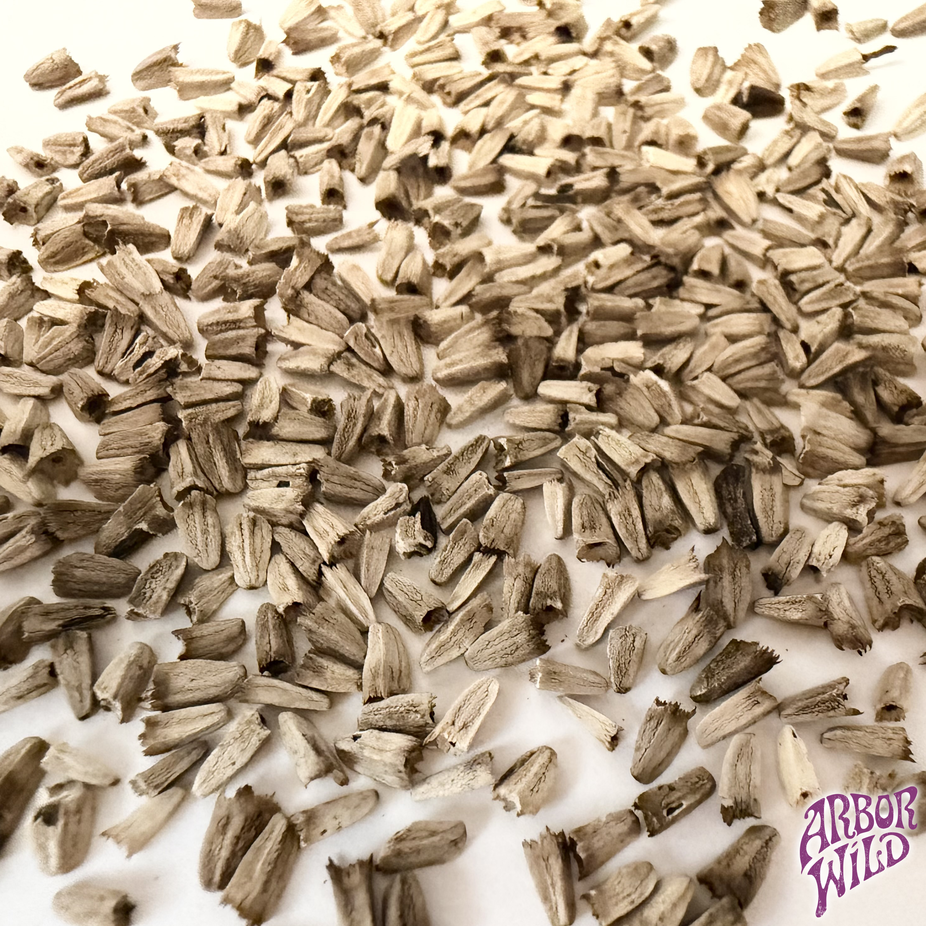 Native Purple Coneflower Seeds