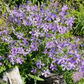 Native Woodland Phlox Seeds