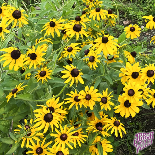Black-Eyed Susan native plant with bright yellow flowers and dark brown centers in full bloom (Rudbeckia hirta)