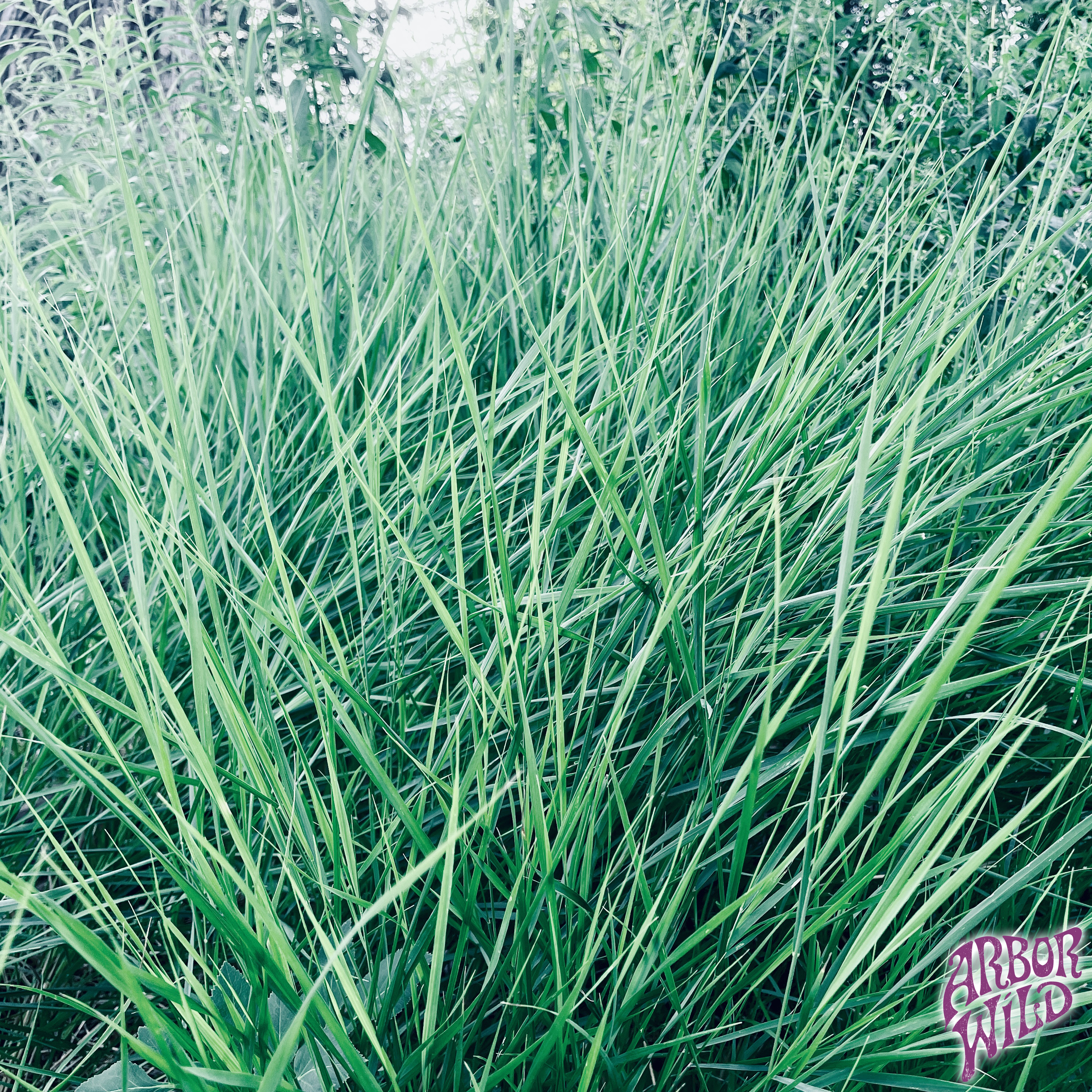Native Bluejoint Grass Seeds