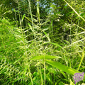 Native Bottlebrush Grass Seeds (Pure Elymus hystrix)