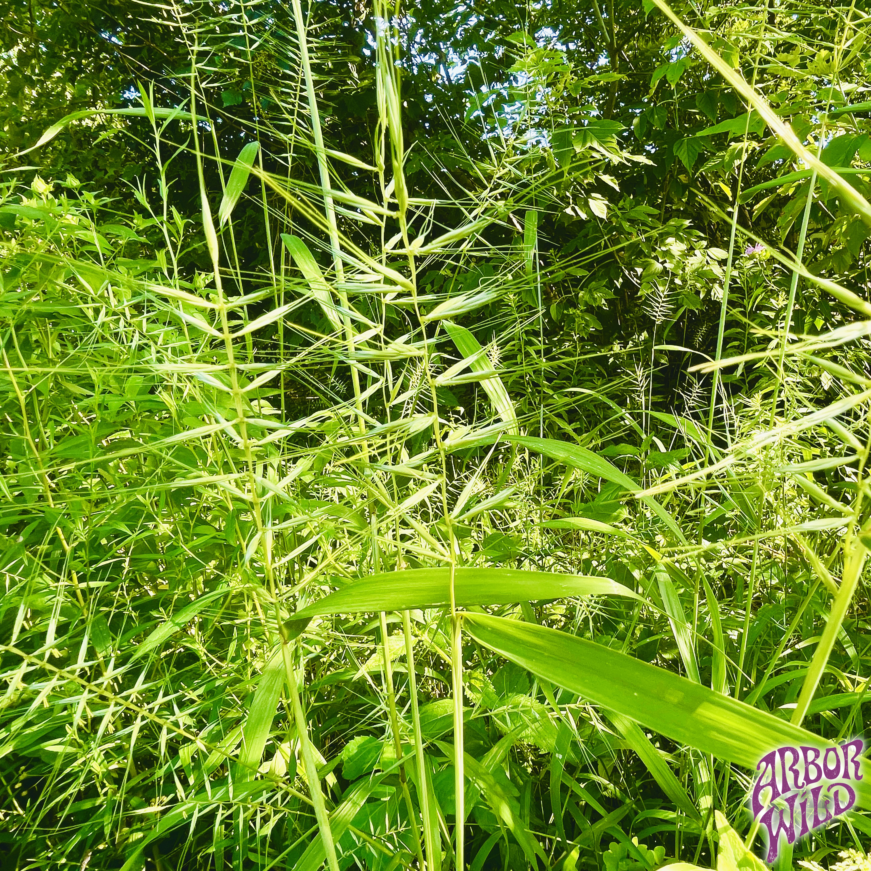Native Bottlebrush Grass Seeds (Pure Elymus hystrix)