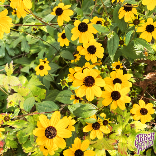 Brown-Eyed Susan native plant with bright yellow flowers in full bloom (Rudbeckia triloba)
