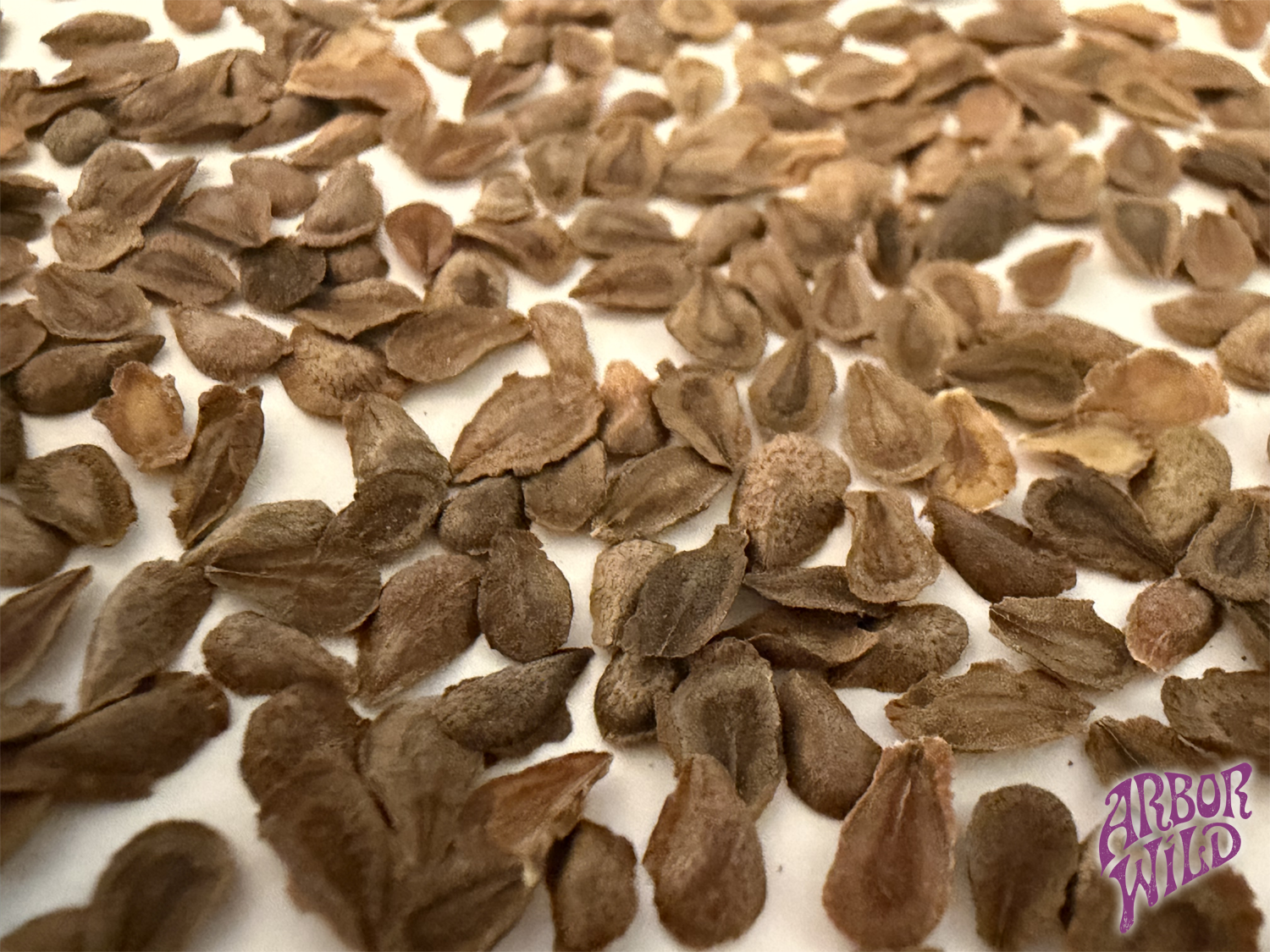Native Butterfly Milkweed Seeds