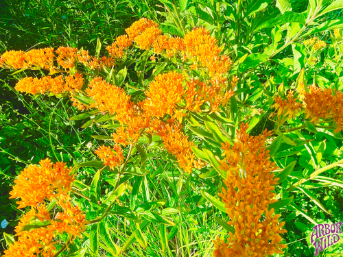 Native Butterfly Milkweed Seeds