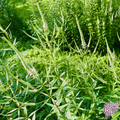 Native Culver's Root Seeds (Pure Veronicastrum virginicum)