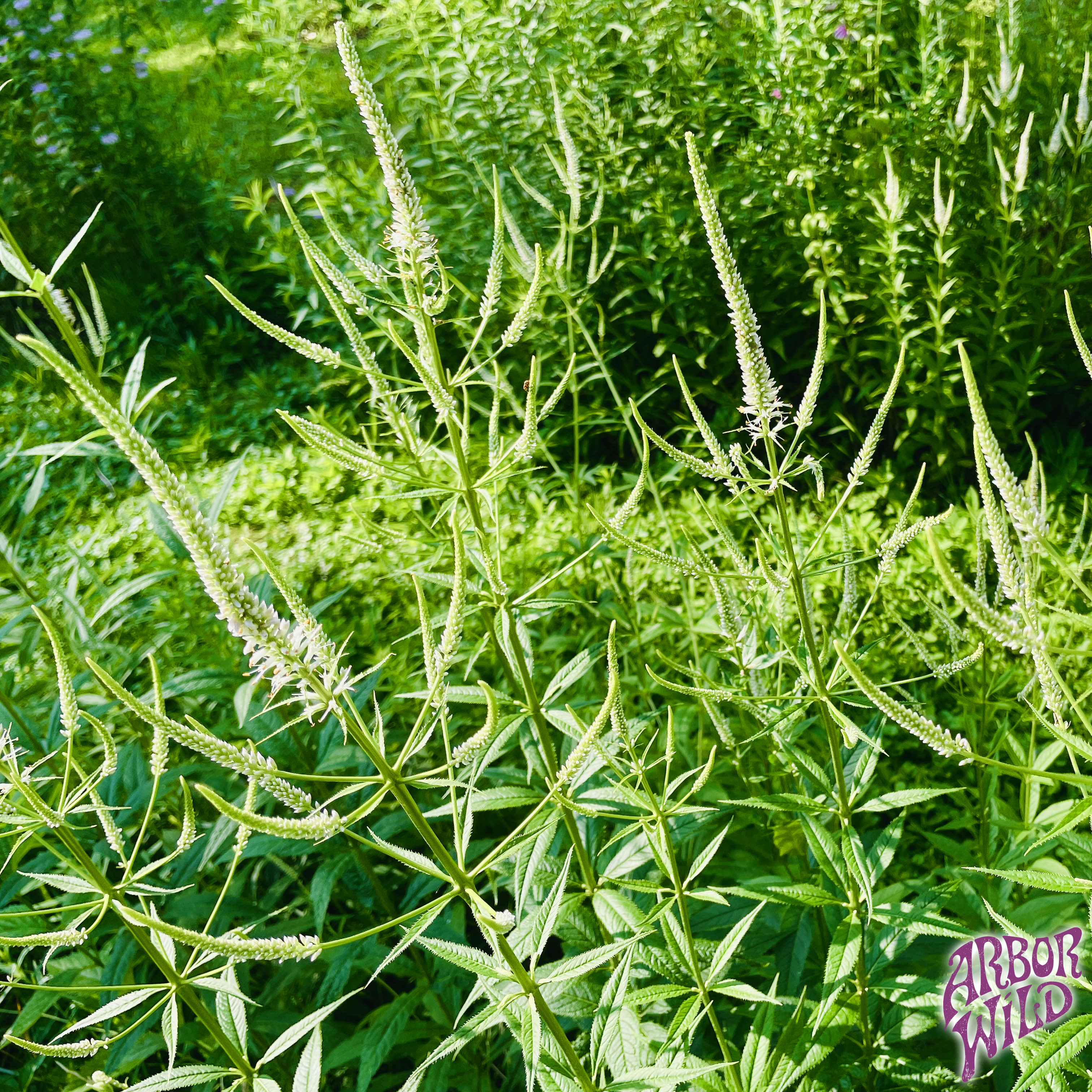 Native Culver's Root Seeds (Pure Veronicastrum virginicum)