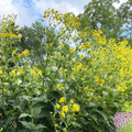 Cup Plant native plant with bright yellow flowers in full bloom (Silphium perfoliatum)