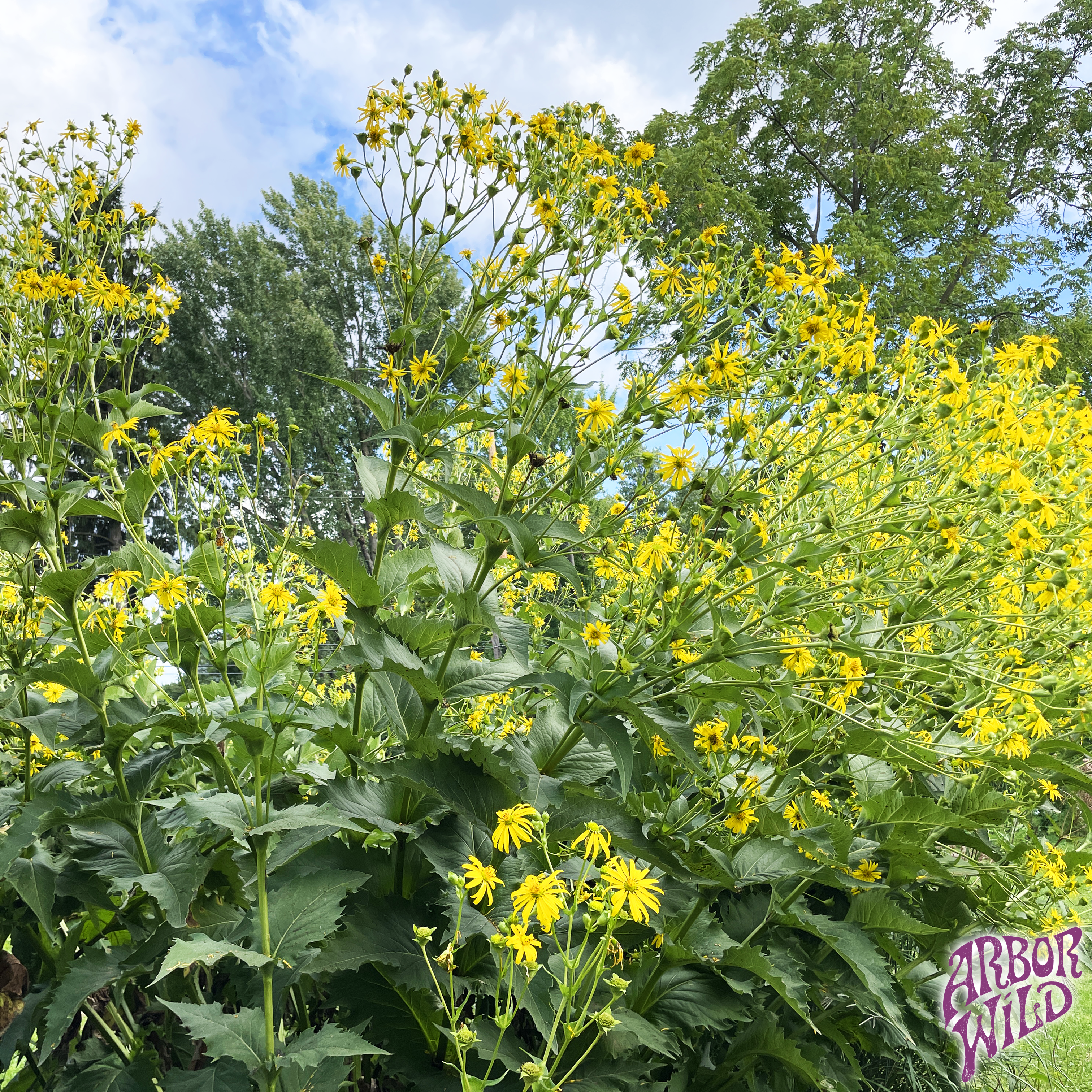 Cup Plant native plant with bright yellow flowers in full bloom (Silphium perfoliatum)