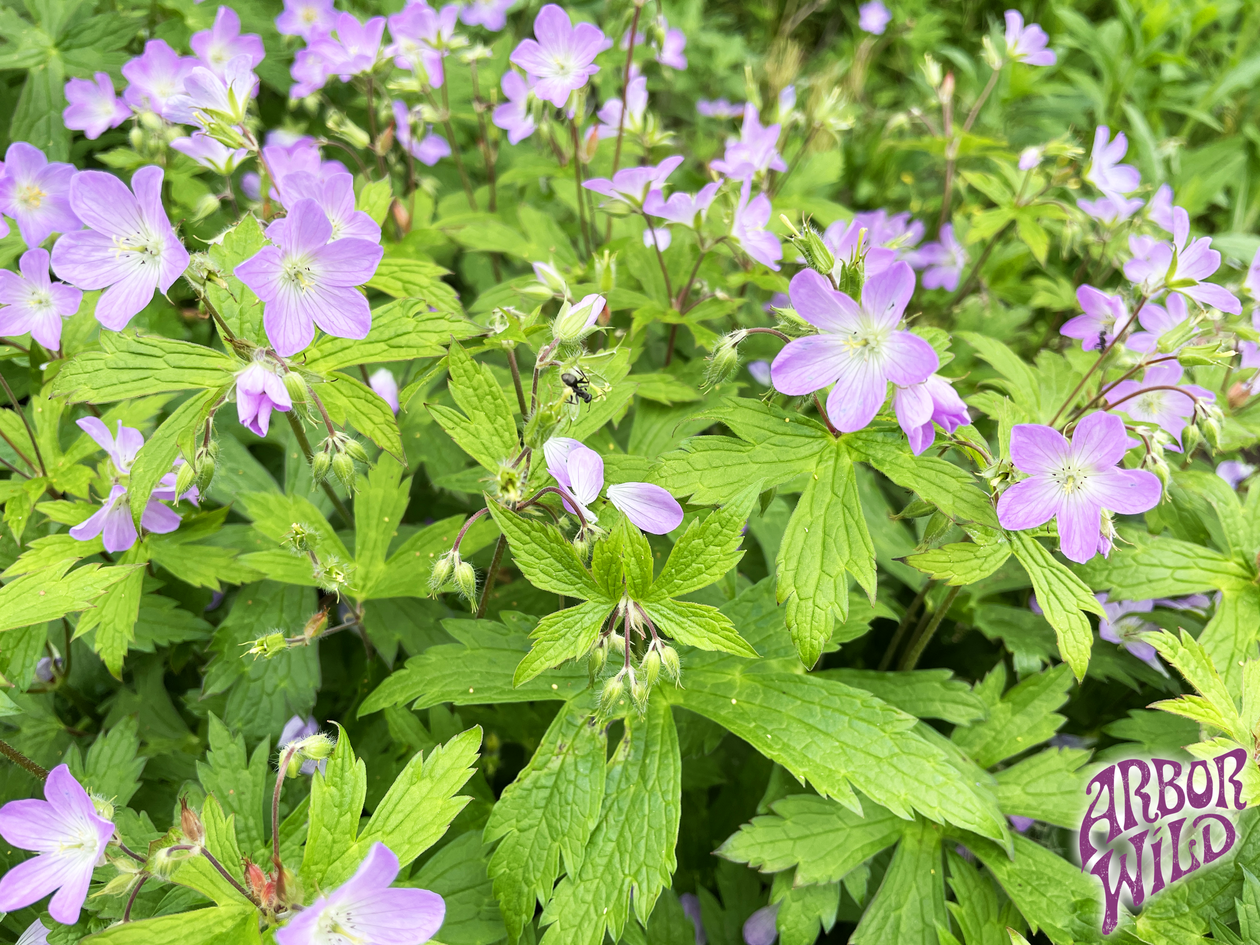 Native Wild Geranium Seeds