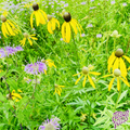 Native Gray-headed Coneflower Seeds