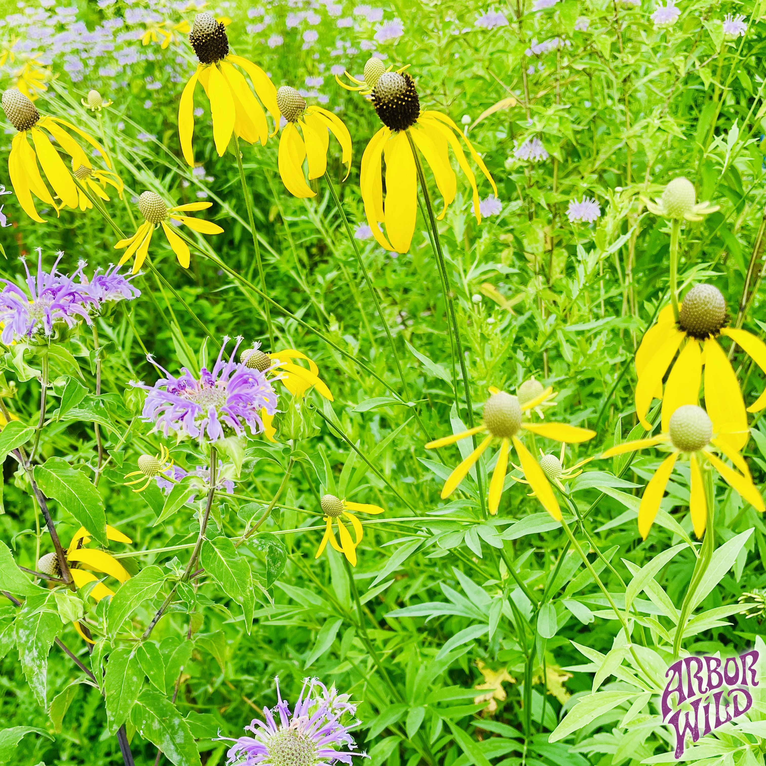 Native Gray-headed Coneflower Seeds