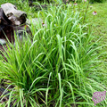 Native Indian Grass Seeds