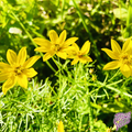 Native Lanceleaf Coreopsis Seeds (Pure Coreopsis lanceolata)