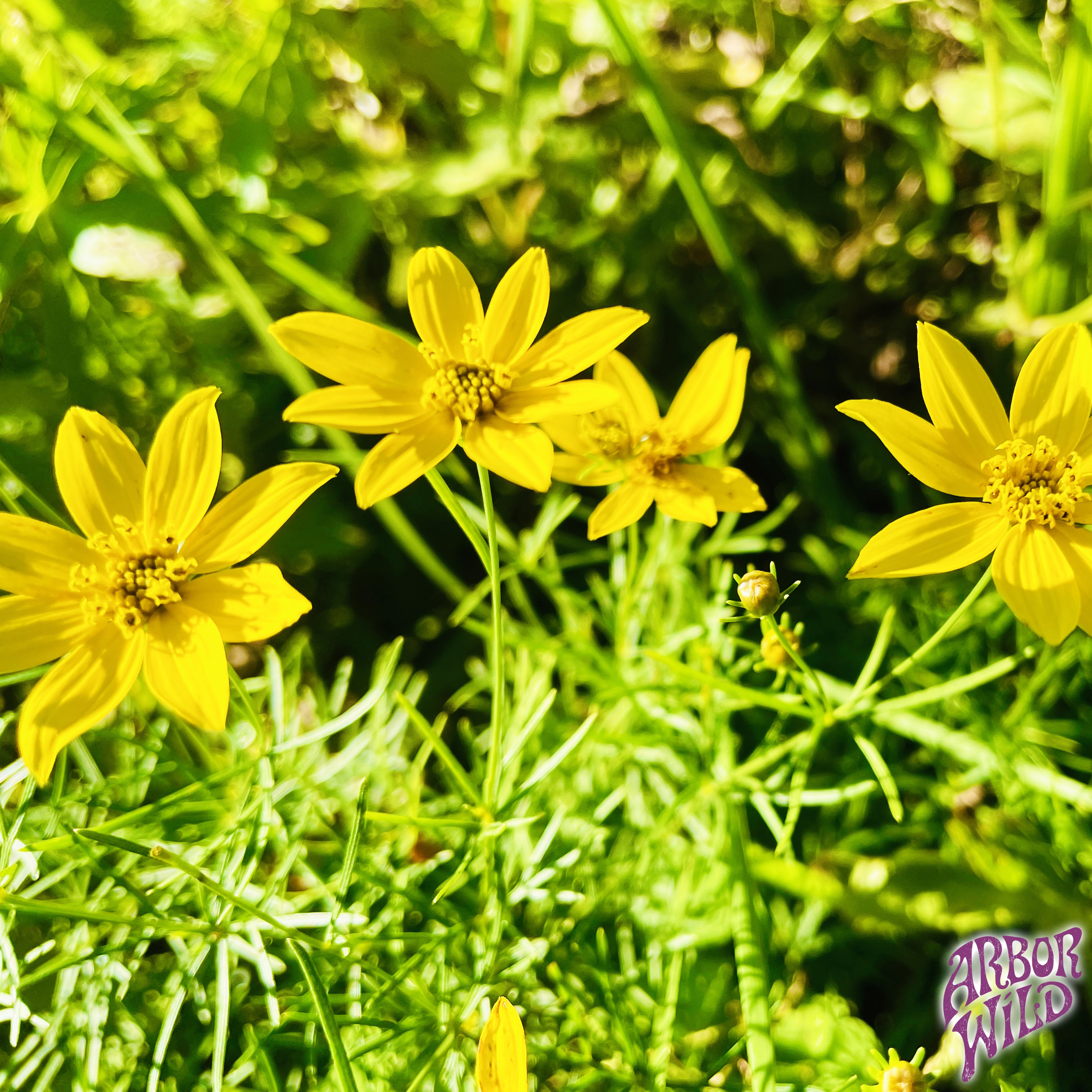 Native Lanceleaf Coreopsis Seeds (Pure Coreopsis lanceolata)