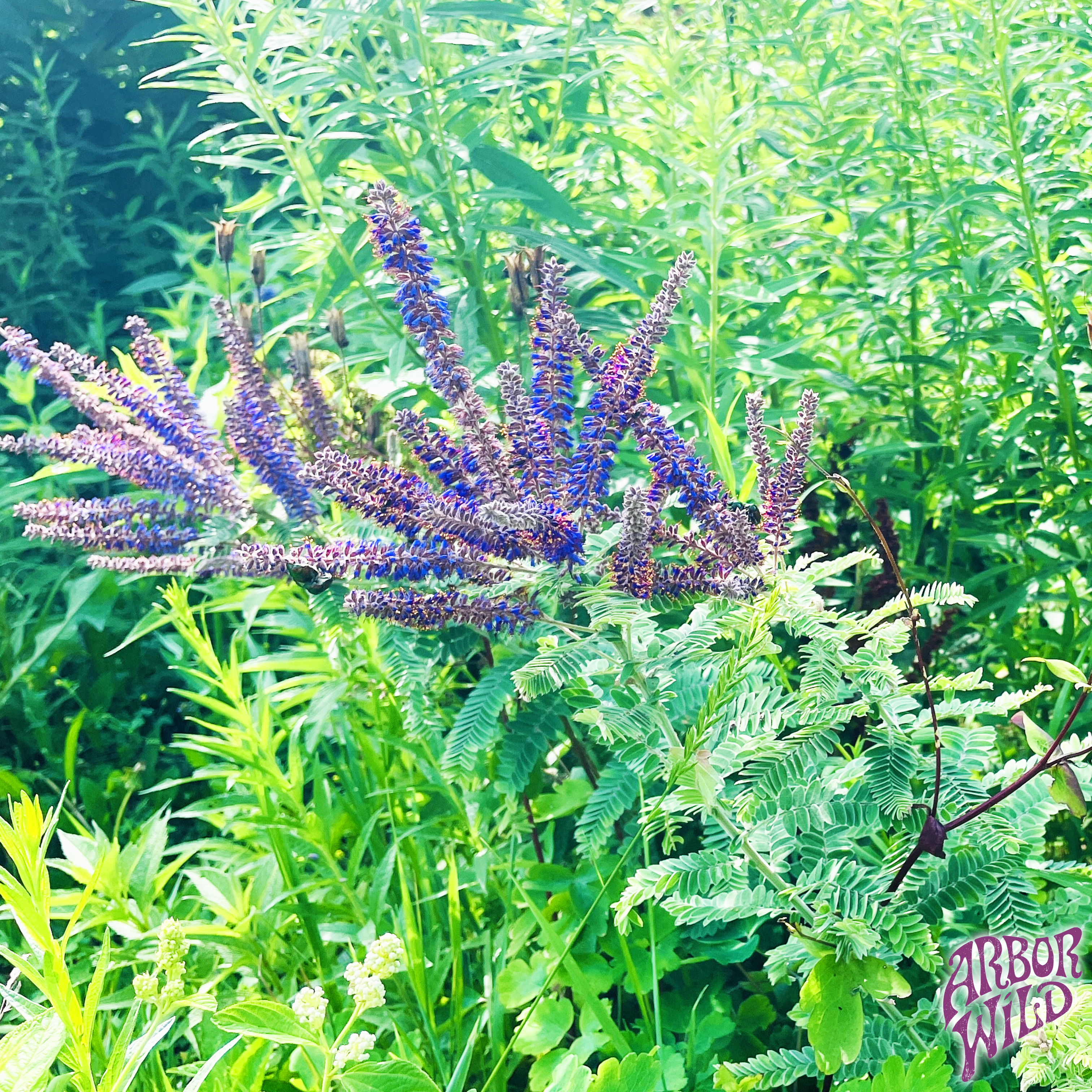 Native Leadplant Seeds