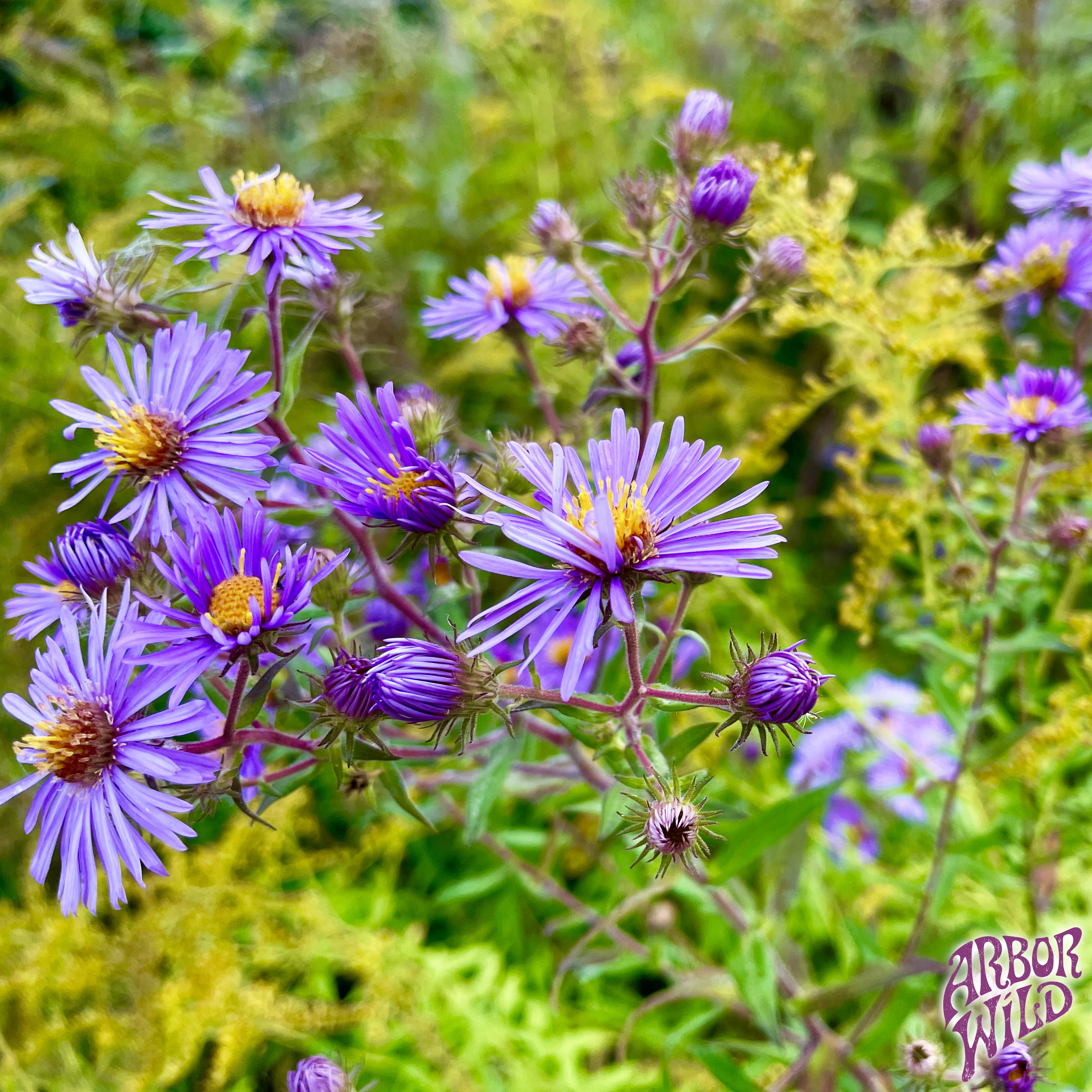 New England Aster native plant with vibrant purple flowers in full bloom (Symphyotrichum novae-angliae)