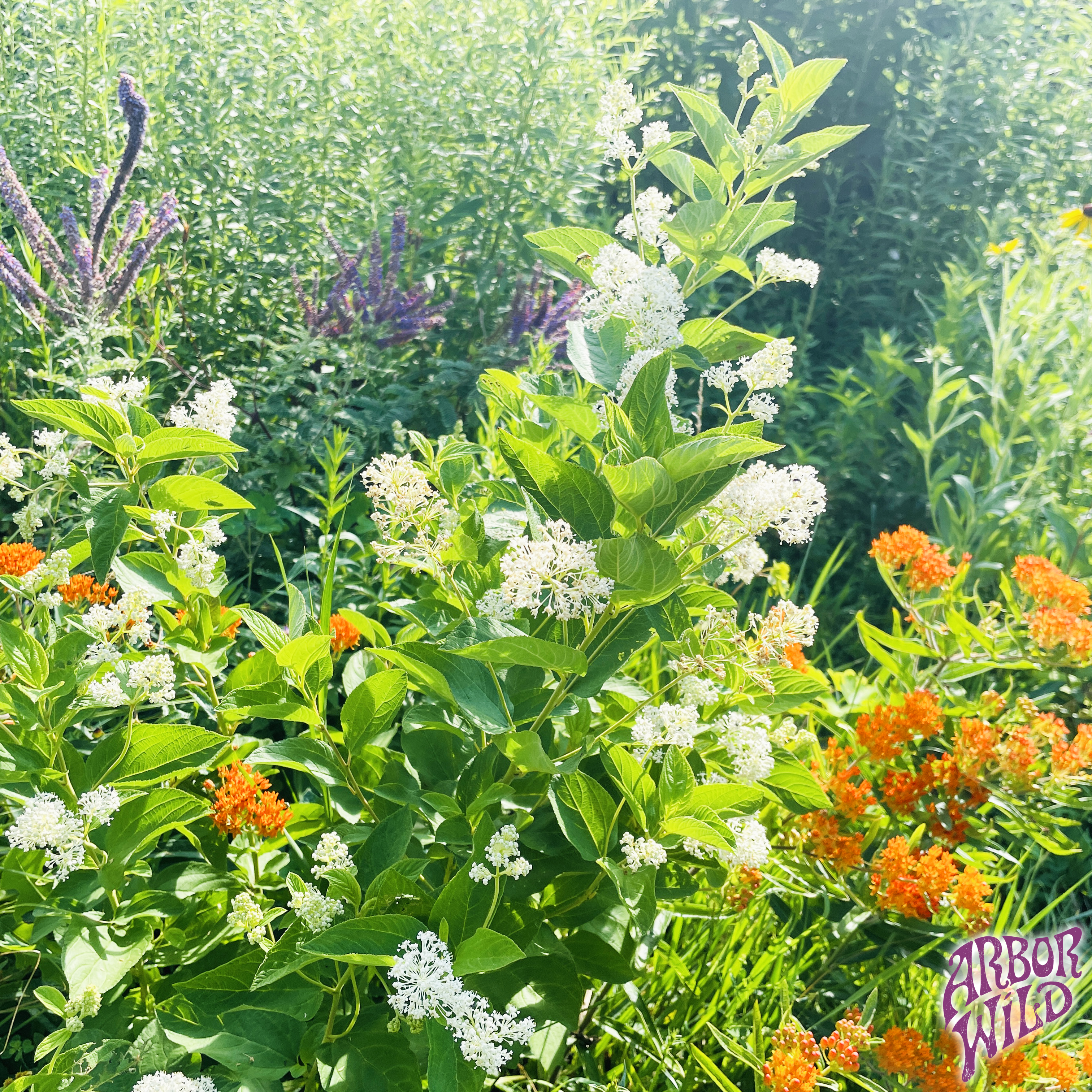Native New Jersey Tea Seeds