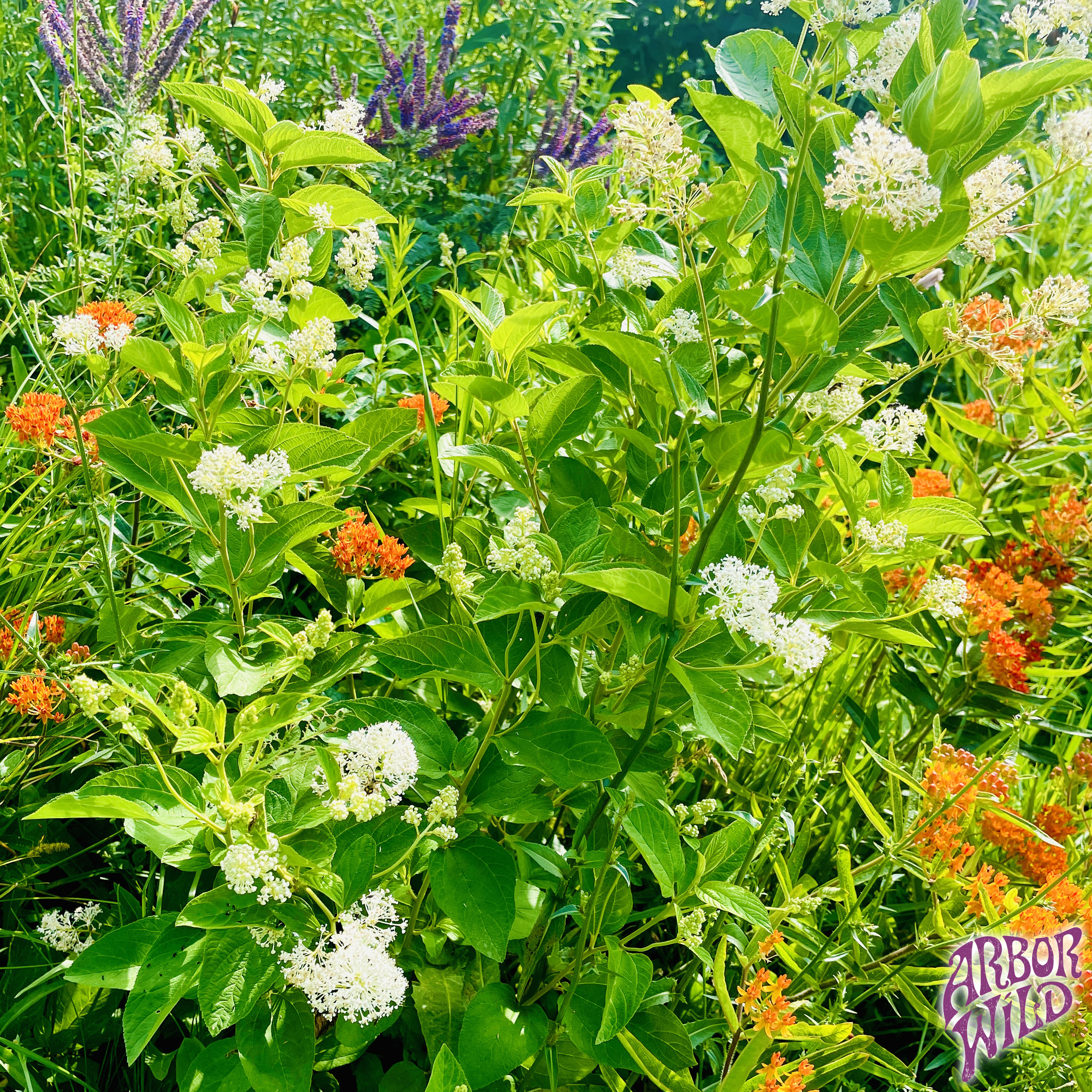 Native New Jersey Tea Seeds (Pure Ceanothus americanus)