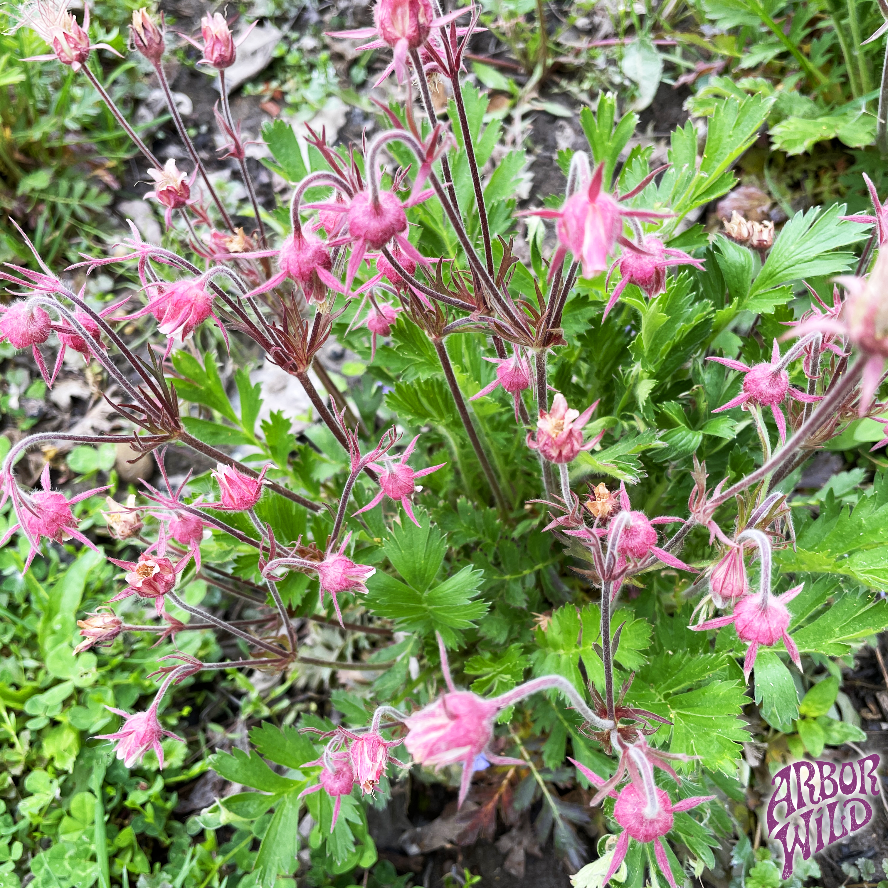 Prairie Smoke native plant with nodding pink flowers in full bloom (Geum triflorum)