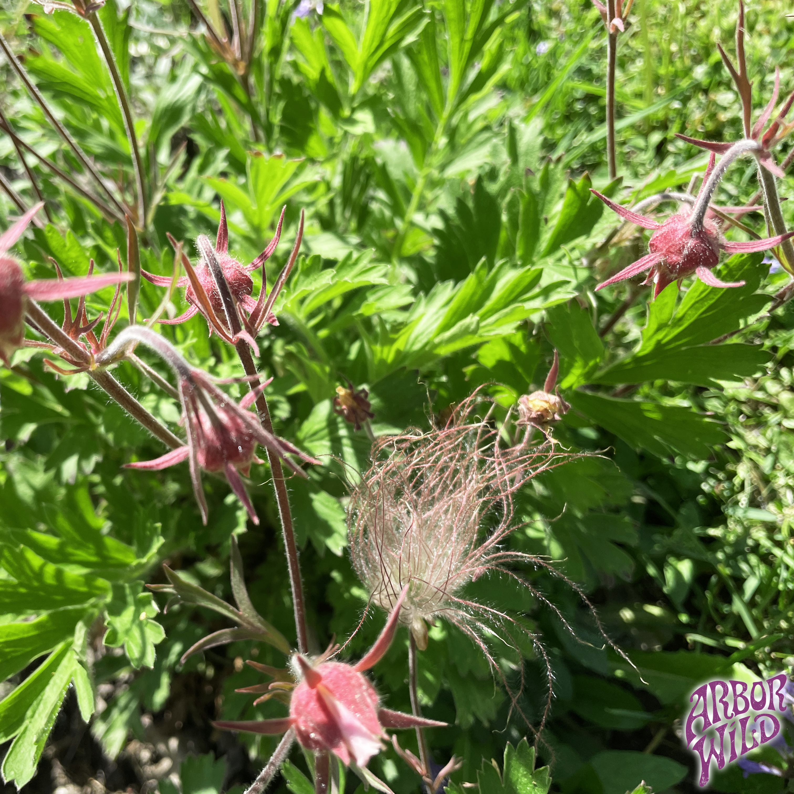Prairie Smoke native plant with nodding pink flowers in full bloom (Geum triflorum)