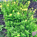 Grow native Prairie Sundrops for months of bright yellow blooms that attract native bees and butterflies in sunny pollinator, prairie, and meadow gardens.