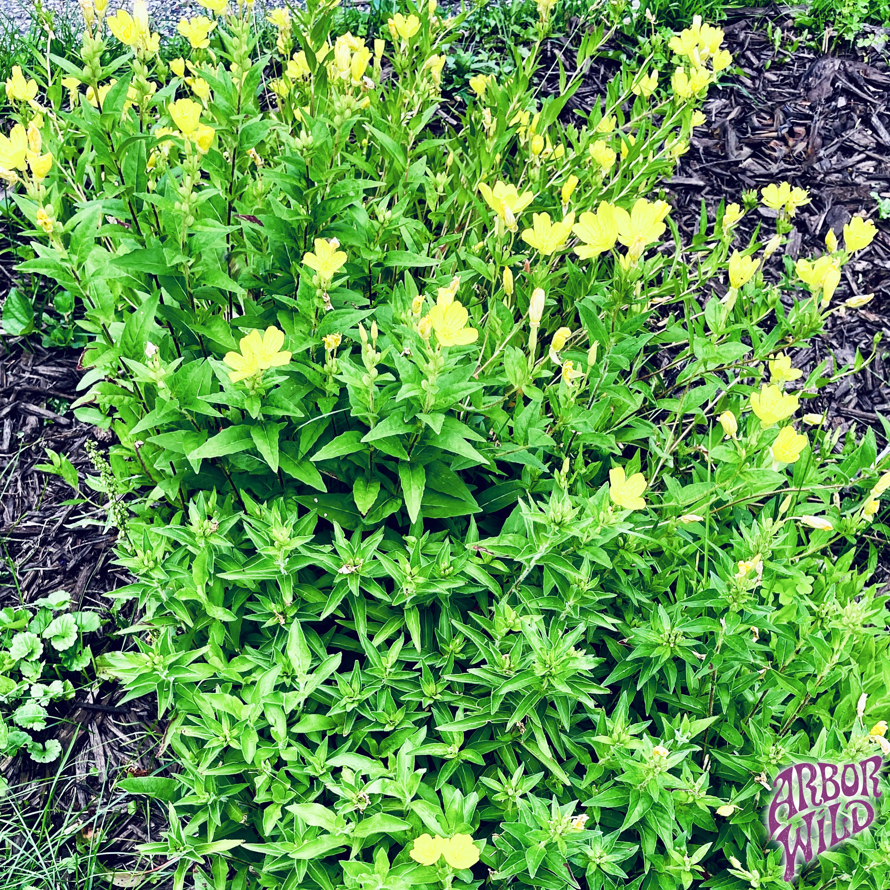 Grow native Prairie Sundrops for months of bright yellow blooms that attract native bees and butterflies in sunny pollinator, prairie, and meadow gardens.