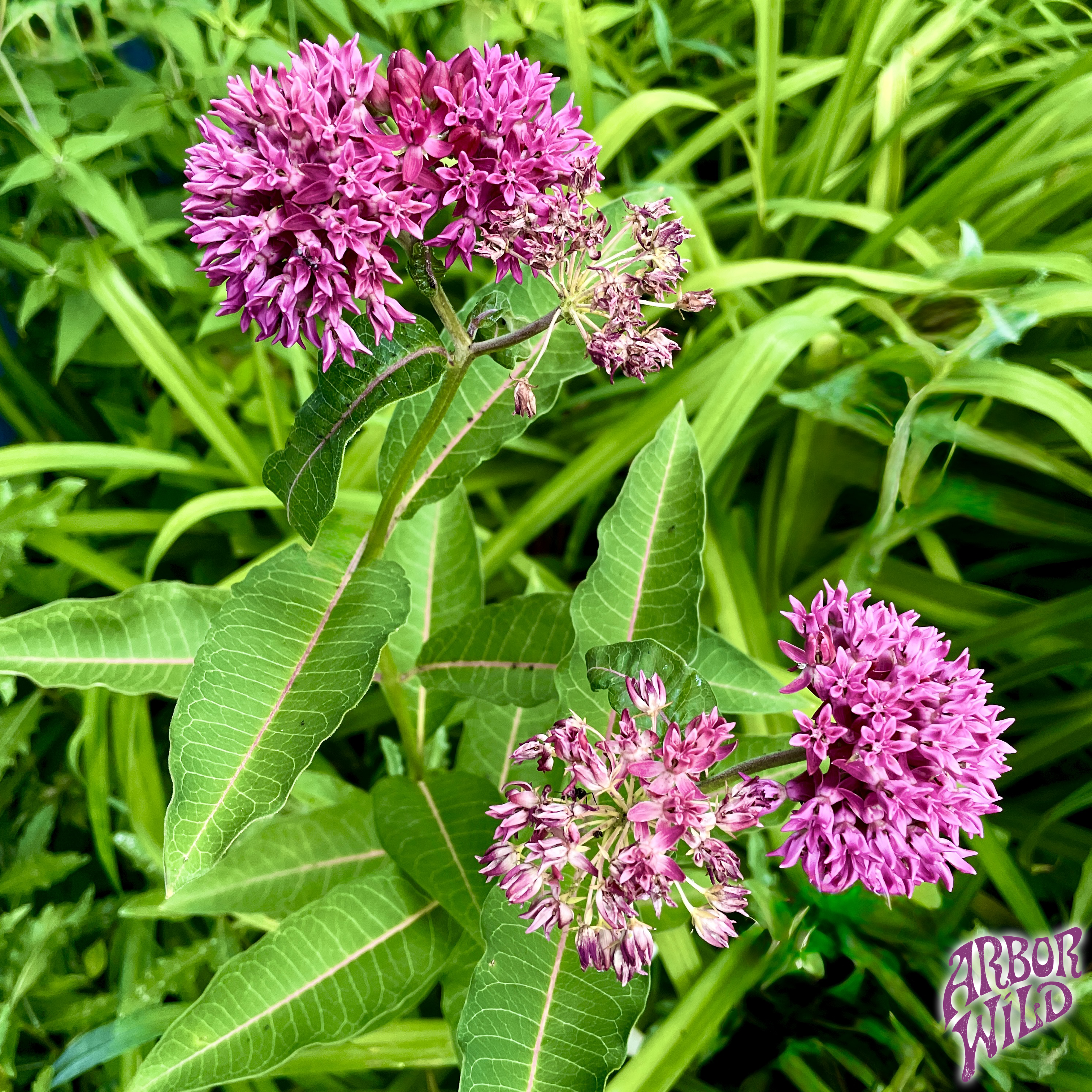 Purple Milkweed native plant with rich purple flowers in full bloom (Asclepias purpurascens)