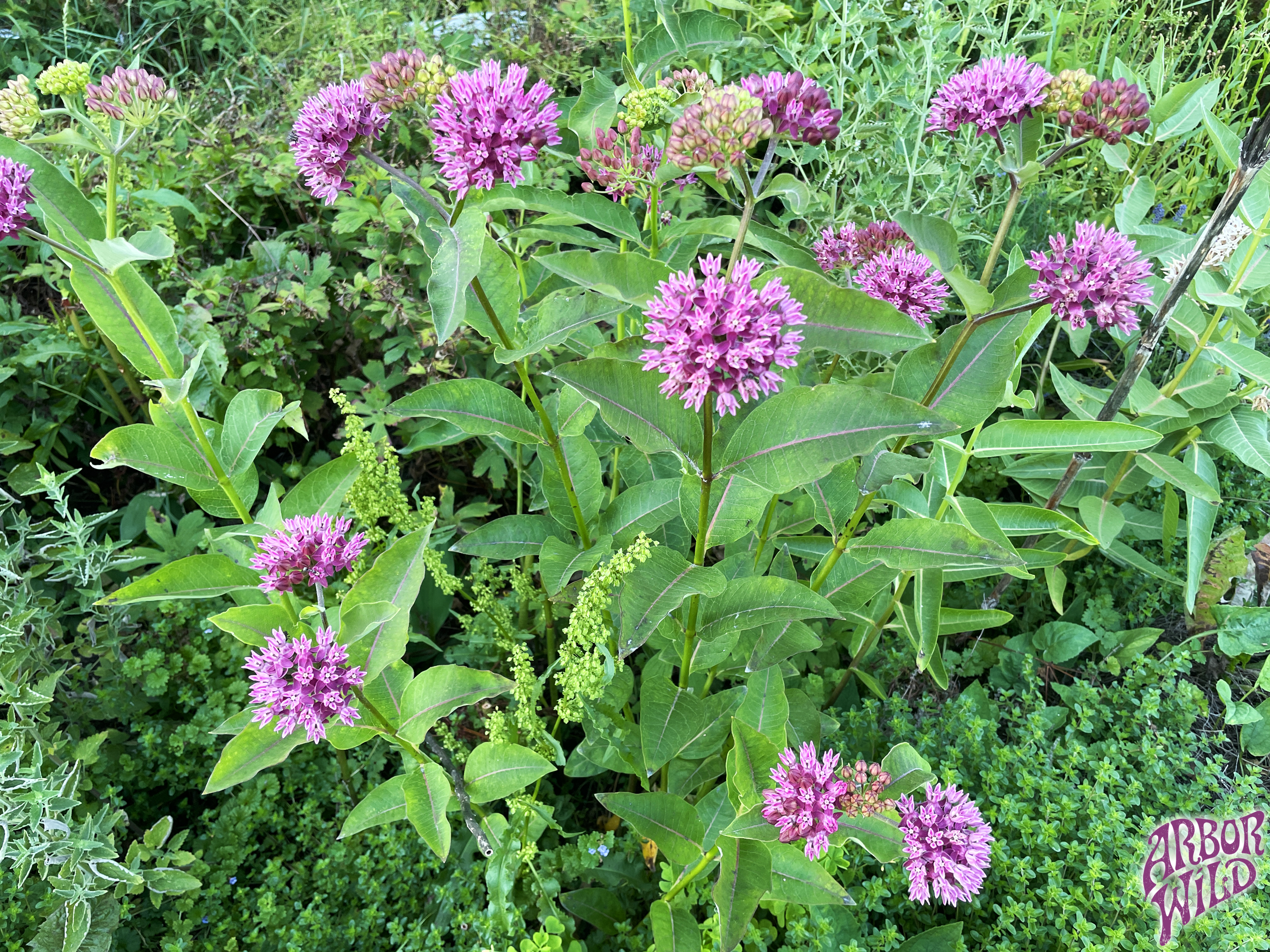 Native Purple Milkweed Seeds