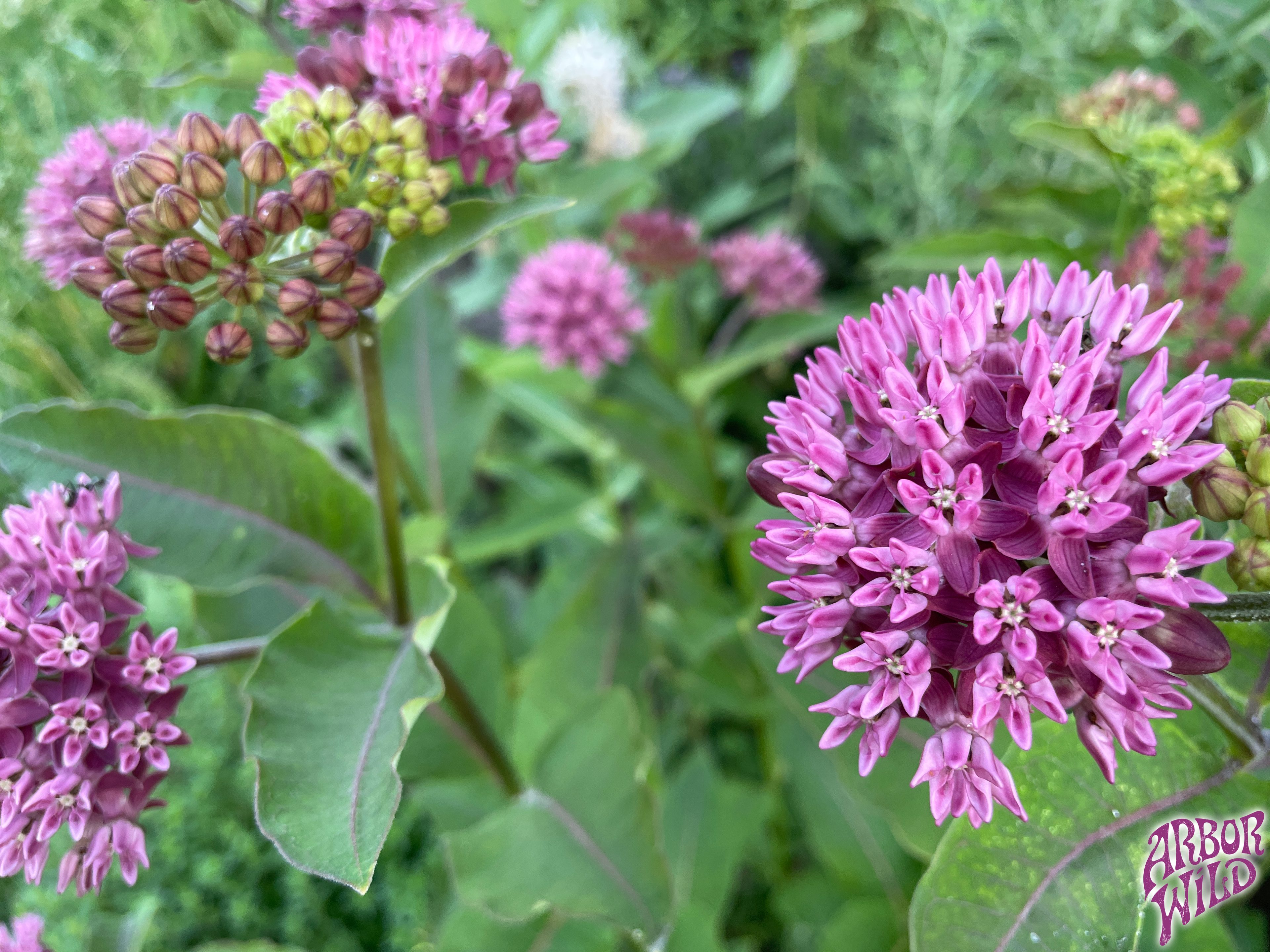 Native Purple Milkweed Seeds