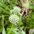 Native Rattlesnake Master Seeds (Pure Eryngium yuccifolium)