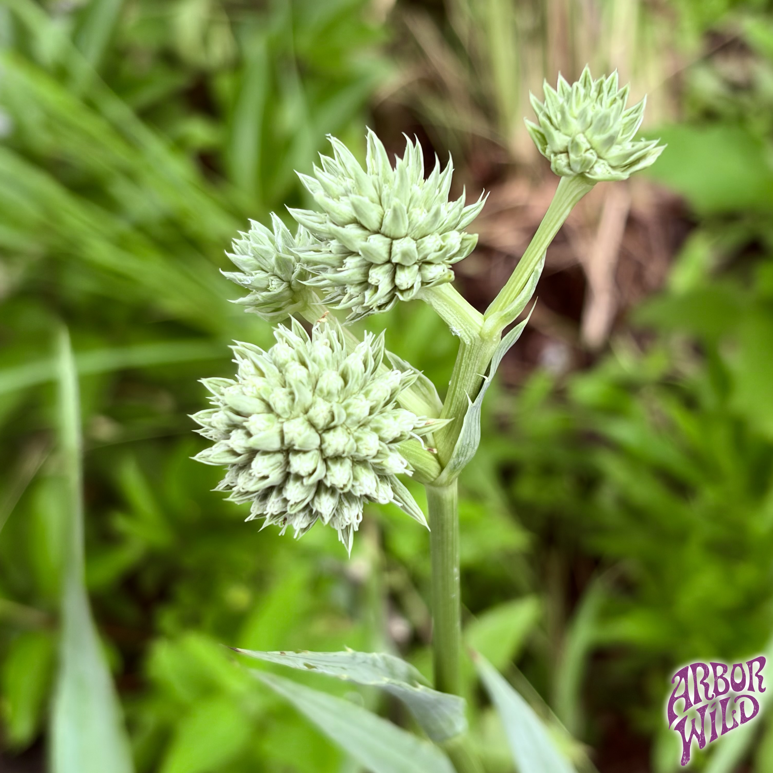Native Rattlesnake Master Seeds (Pure Eryngium yuccifolium)