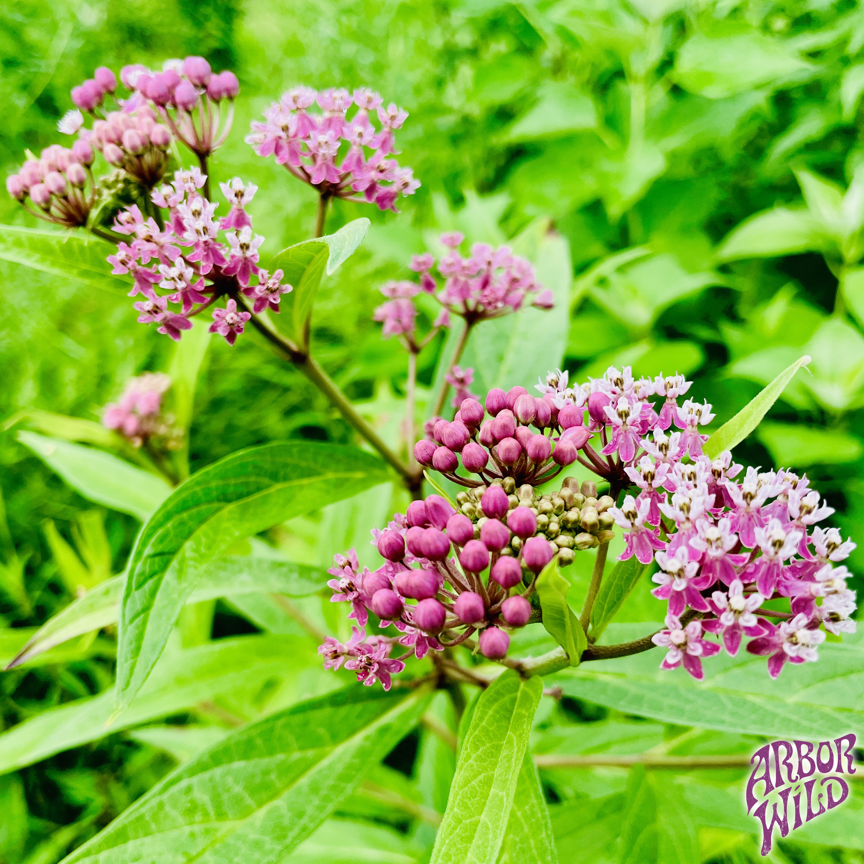 Native Swamp Milkweed Seeds