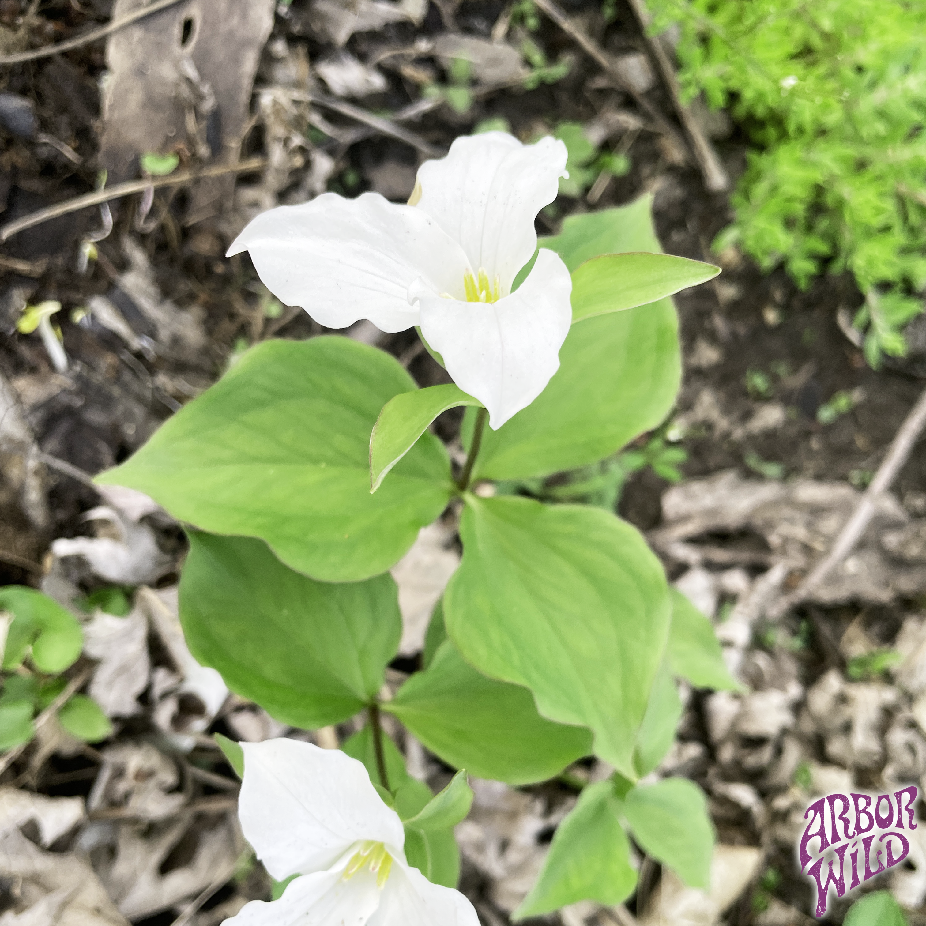 White Trillium native plant with large white flowers in full bloom (Trillium grandiflorum)