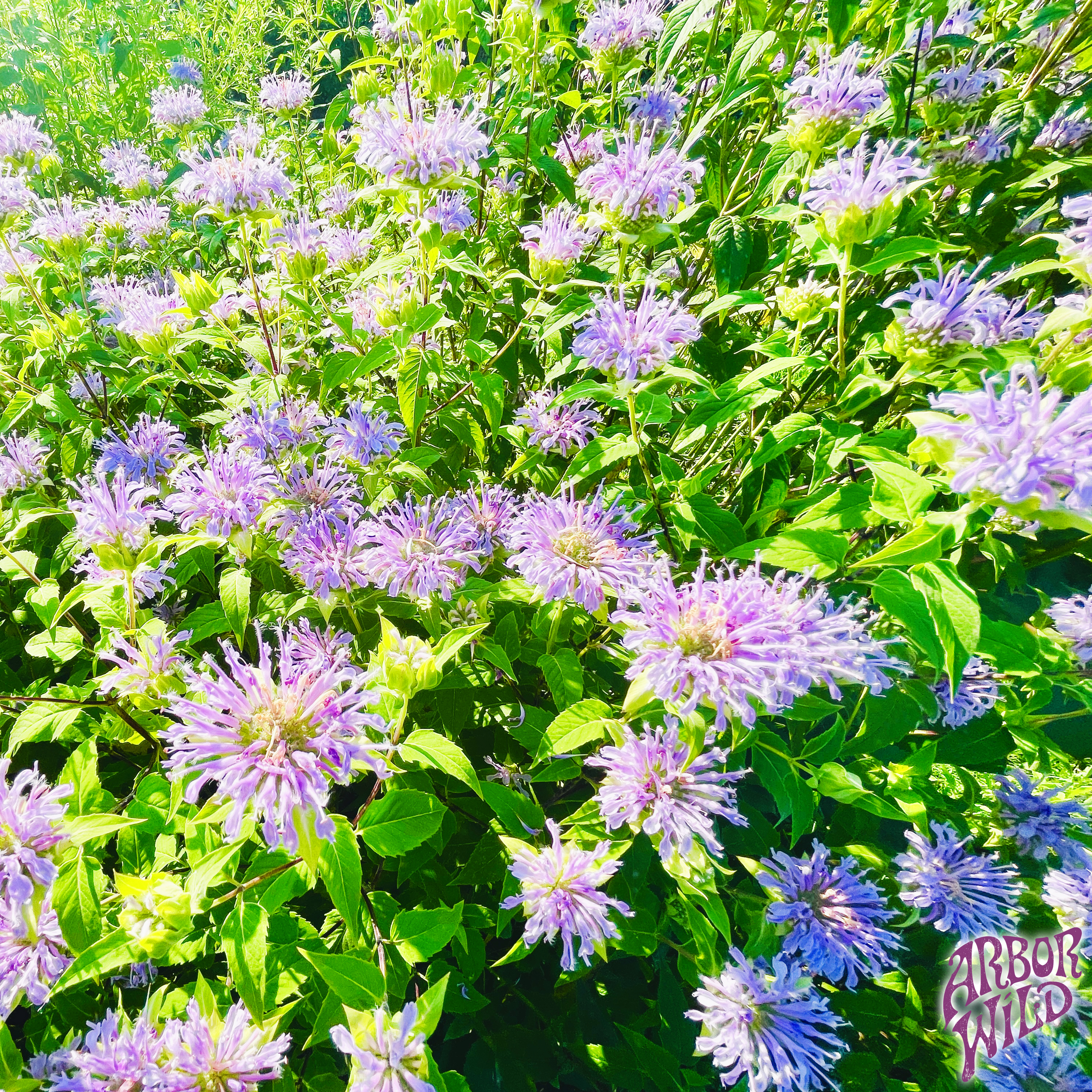 Native Wild Bergamot Seeds