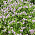 Native Wild Geranium Seeds