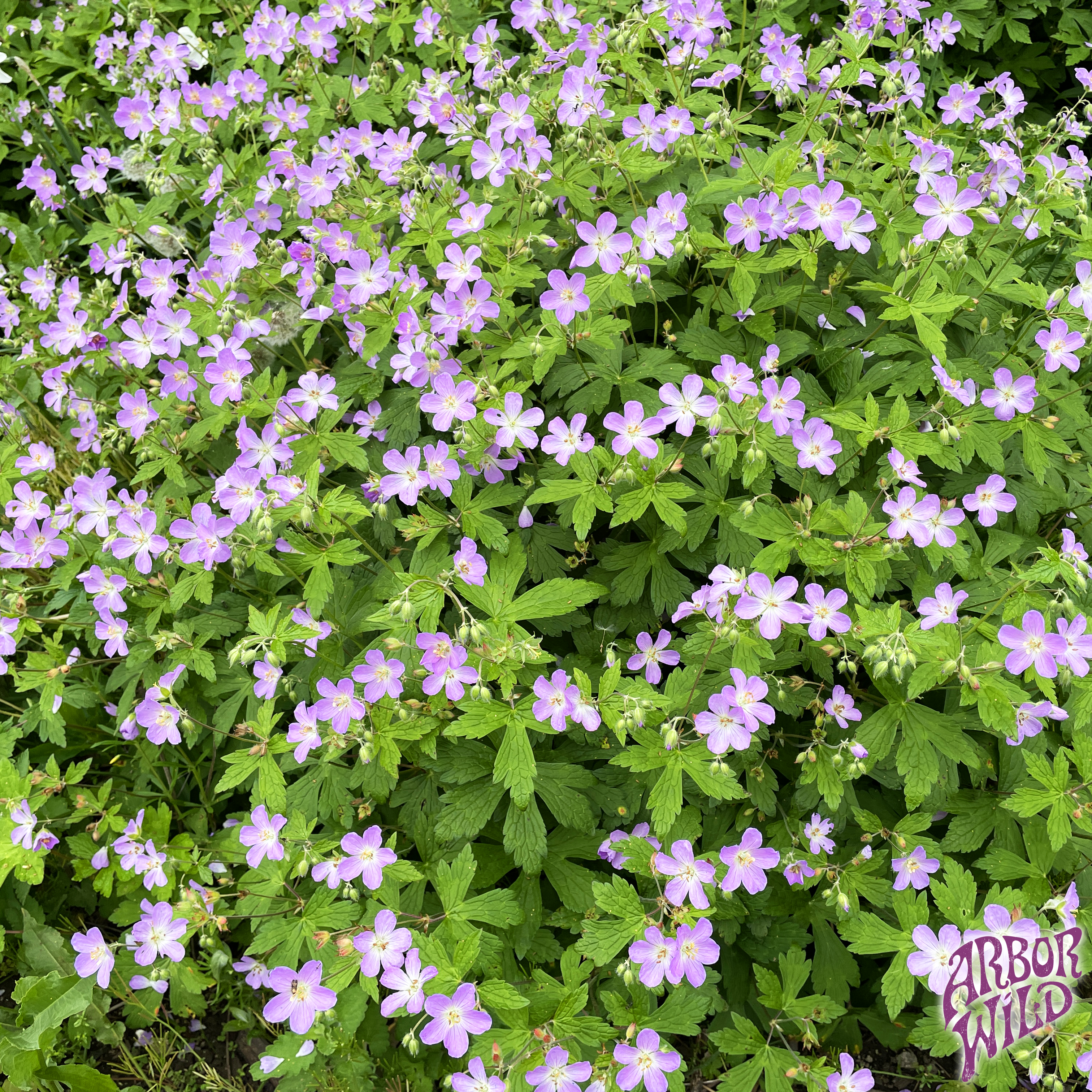 Native Wild Geranium Seeds