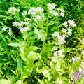 Native Wild Quinine Seeds