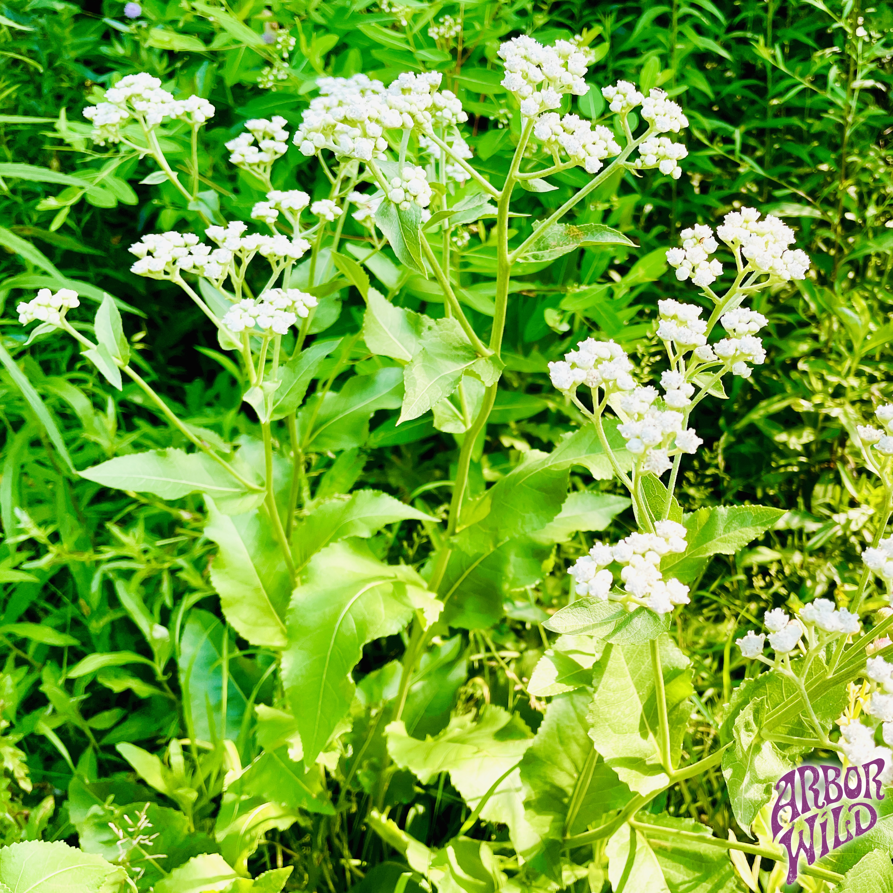 Native Wild Quinine Seeds