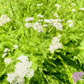 Native Yarrow Seeds
