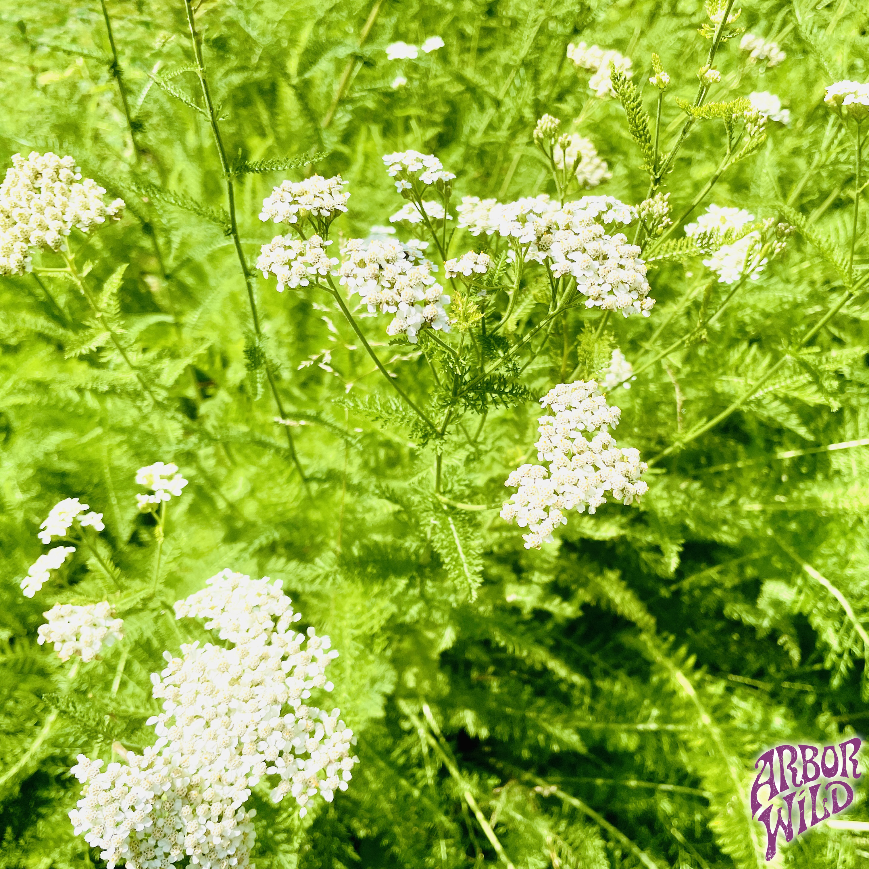 Native Yarrow Seeds